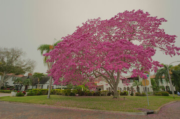 Pink trumpet tree (Handroanthus heptaphyllus) near Coffee Pot Bayou In St. Petersburg, Florida....