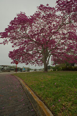 Pink trumpet tree (Handroanthus heptaphyllus) near Coffee Pot Bayou In St. Petersburg, Florida. Wide angle view on a cloudy mid morning. 