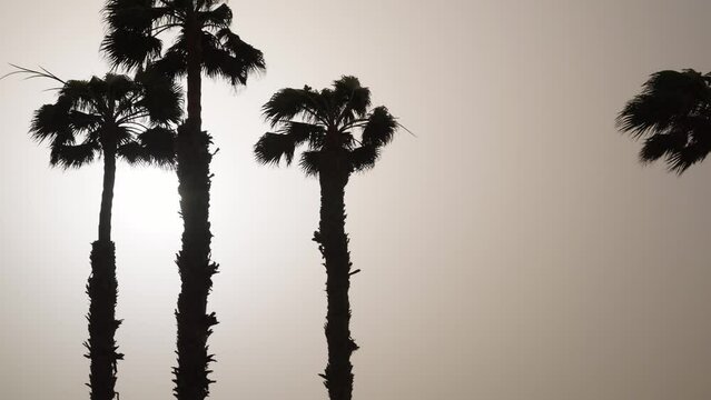 The sandstorm caused by Calima's hot wind raises the dust suspended on the palm trees and colors the sky brown