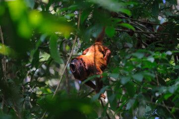 Red howler - Alouatta seniculus monkey vocalizing amongst lush greenery in a tropical rainforest in Tambopata National Reserve, Peru