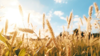 Fototapeta premium Sun shining through tall grass field, perfect for nature backgrounds