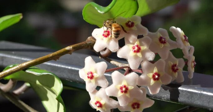 Flor de cera o Nacar, clepia con polinización abeja