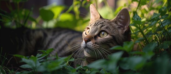 A close-up image of a lovely striped cat peacefully resting in the grass in a garden.
