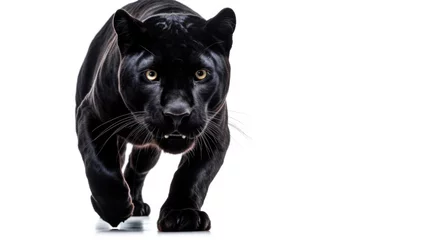 Keuken spatwand met foto A majestic black panther walking gracefully on a white surface. Perfect for wildlife or animal themes © Fotograf