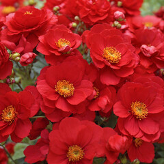 red flowers in a garden