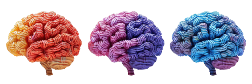 Three detailed human brain models in vibrant orange, purple, and blue colors.