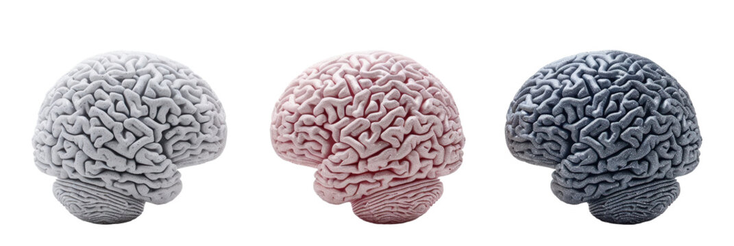 Three human brain sculptures in grayscale, pink, and blue, showcasing complex textures.