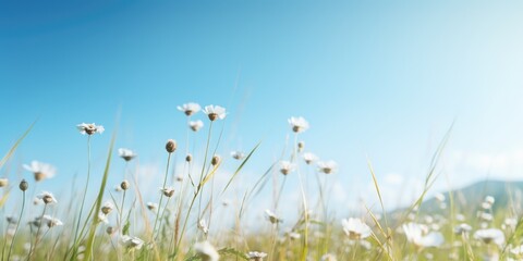 A picturesque field of white flowers under a clear blue sky. Perfect for nature and outdoor themes