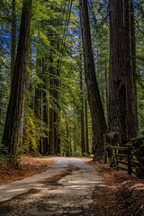 Road leading through the giant sequoia trees in the Redwoods Forest in Northern California