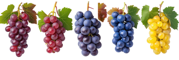 Variety of grape bunches with leaves, isolated