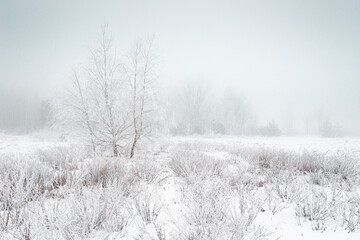 Winter foggy landscape. Snowy meadow with dry grass and trees, wrapped with white rime.