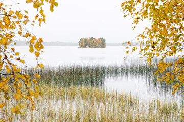 A small colorful island shot between yellow Birch leaves on a misty day near Kuusamo, Northern Finland