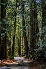 Road leading through the giant sequoia trees in the Redwoods Forest in Northern California