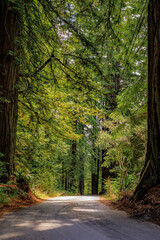 Obraz premium Road leading through the giant sequoia trees in the Redwoods Forest in Northern California