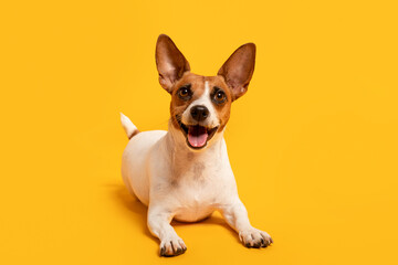 Happy Jack Russell Terrier with big ears on yellow backdrop