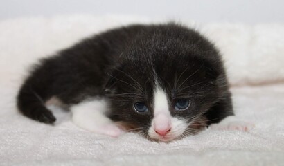 Kitten blue eyes 