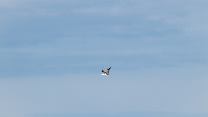 Gaviota en el norte de Chile