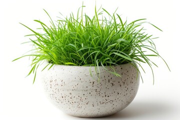 A potted plant containing lush green cat grass, vibrant and lively, symbolizing growth and natures beauty in a confined space