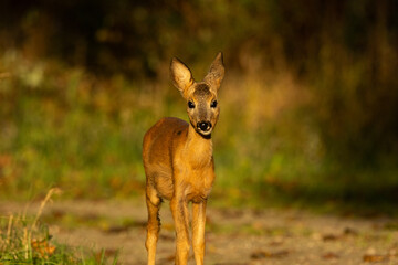 Young Roe deer moving closer during a sunset on an autumn evening in Estonia, Northern Europe