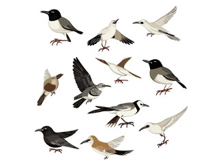Fototapeta premium Bird species hand drawn set. Vector isolated flying pigeon, swallow, sparrow, robin, starling, blue tit, lark, northern cardinal, oriole, american goldfinch, eastern bluebird. Linear engraved art.