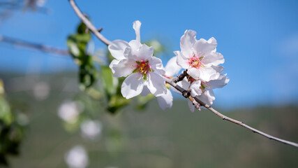 This photo features a detailed view of a flower as it blooms on a branch of a tree. Almond flowers outdoors.