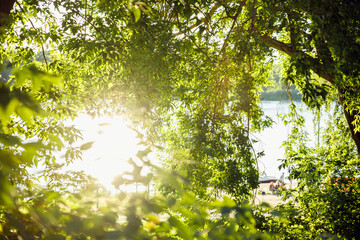 Sun flare through summer fresh green leaves of trees on river bank. Sunbeam, hot weather. Green beautiful canopy. Full frame