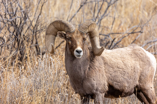 Colorado Bighorn Sheep in Rocky Mountains Wildlife Sighting 2024