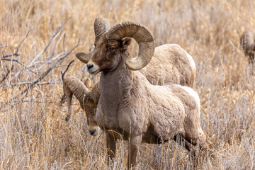 Strong and Powerful Bighorn Sheep Male