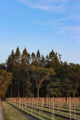 Fototapeta premium Raspberry plants in lines with metal pipes and nets at evening sunset, British raspberry farm with green trees