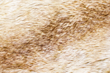 Animal skin background. Boar fur texture. Bright brown hair. Warm clothing backdrop. Beige furry natural coat. Mammal fashion.