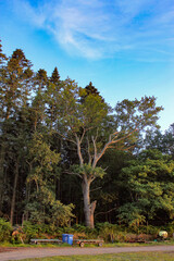 Green forest trees near to rural road on a British farm.