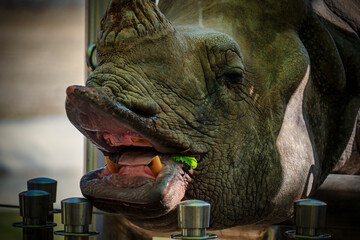Safari rhinoceros peers out window with mouth open - obrazy, fototapety, plakaty