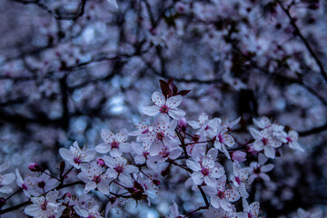 Fotografía con fondo desenfocado de cerezo en flor con flores blancas con reflejos púrpura sobre...