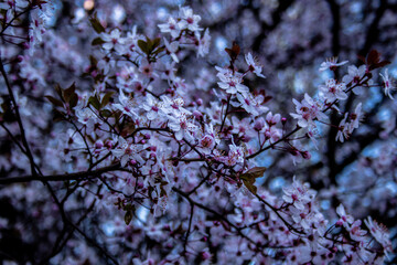 Fotografía con fondo desenfocado de cerezo en flor con flores blancas con reflejos púrpura sobre...