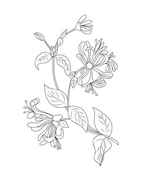Honeysuckle June birth month flower line art drawing. Lonicera Periclymenum botanical vector illustration isolated on white background. Modern minimalist design for logo, tattoo, wall art, poster.