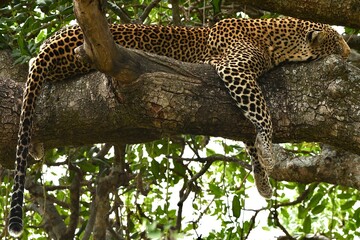 Schlafender Leopard in großem Baum ist wunderschön anzusehen.