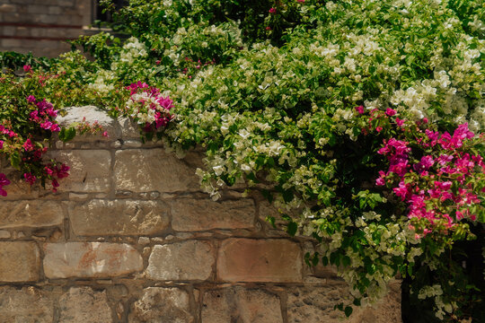 Vibrant Floral Display in Limassol
