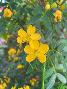 Senna tora (Cassia tora, Sickle Senna or Sickle Wild) is a leguminous plant. Traditional medicine. Beautiful green yellow senna spectabilis bicapsularis flower in morning sunlight in Greece.