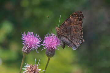 Aglais io or European Peacock Butterfly or Peacock. Butterfly on flower. A brightly lit red-brown orange butterfly with blue lilac spots on its spread wings sits on purple flowers in sunlight.