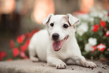 a jack russell terrier dog lying next to flowers in a city park