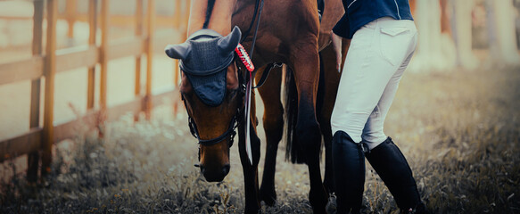 The rider stands next to a bay horse that has been awarded a red rosette for winning in an...