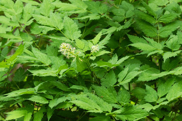 Baneberry with lush green leaves blooming in a summery forest in Oulanka National Park, Northern Finland