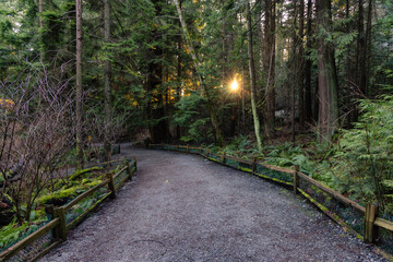 Path in a forest with green trees. Sunny Sunset. Lighthouse park