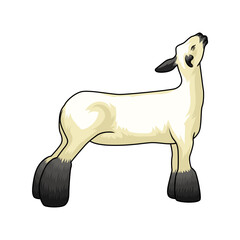 Show-Ready Sheep Stands Tall