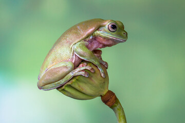 Naklejka premium White's tree frog (Litoria caerulea), also known as the Australian green tree frog, simply green tree frog in Australia, or dumpy tree frog