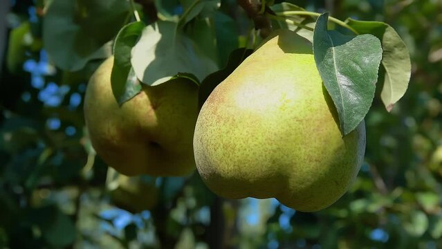 Closeup of ripe juicy pears on a tree in the garden during the summer sunny day