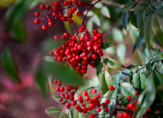 Photo background red berries - 740187655