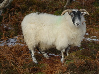 Loch Portree, Isle of Skye, United Kingdom