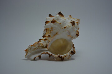 Beautiful and bright sea white, brown shell arranged on white background.
