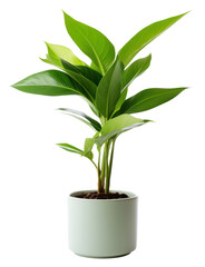 Plants in 3d renderinBeautiful plant in 3d rendering isolatedg isolated